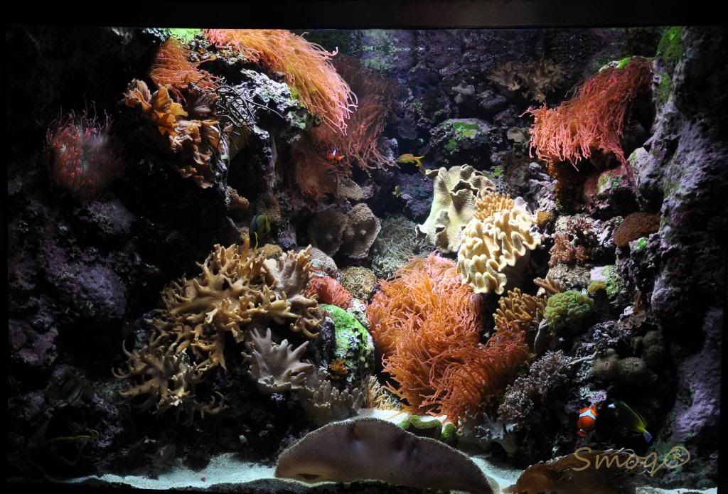 Shedd Aquarium in Chicago, IL Manhattan Reefs